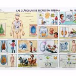 LAMINA LAS GLANDULAS DE SECRECION INTERNA #1034 RAF E.(25)