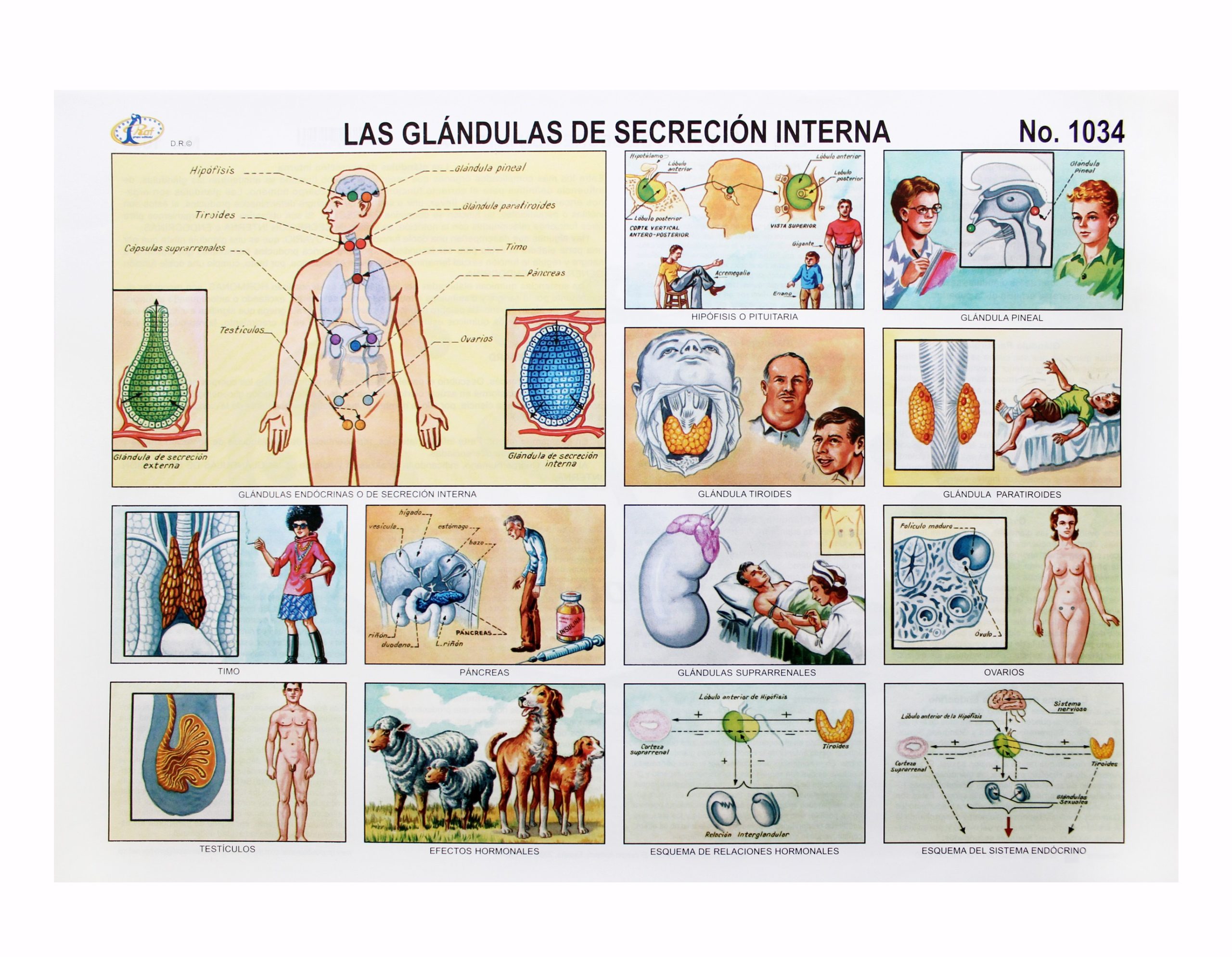 LAMINA LAS GLANDULAS DE SECRECION INTERNA #1034 RAF E.(25)