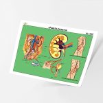 LAMINA APARATO EXCRETOR #1037 RAF E.(25)