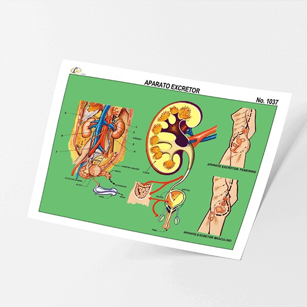 LAMINA APARATO EXCRETOR #1037 RAF E.(25)